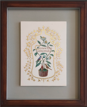 Farmacia bosque / Camellia sinensis